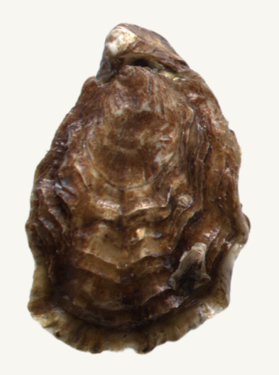 FINE_DE_CLAIRE A single closed oyster shell with a textured, rugged, and earthy brown exterior.