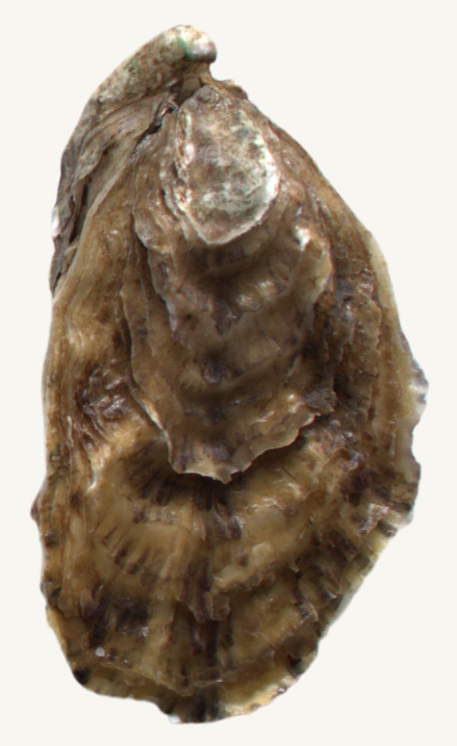 POUSSE_EN_CLAIRE A single oyster shell with a rugged, layered brown exterior and subtle greenish accents.