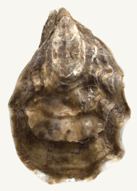 SPECIALE_DE_CLAIRE A single oyster shell with a textured, layered brown surface and slightly pointed tip.