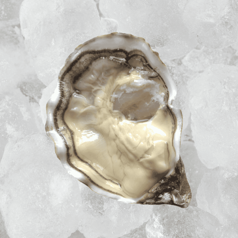 PRODUCT__ An open oyster resting on a bed of ice, showing its smooth, glossy interior.